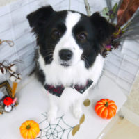 【山手店】2020年10月29日のワンちゃん達♪