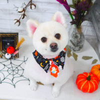 【山手店】2020年10月30日のワンちゃん達♪