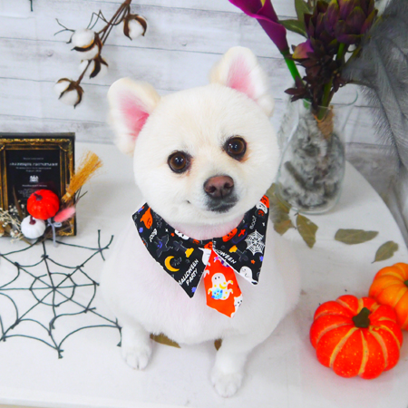 【山手店】2020年10月30日のワンちゃん達♪