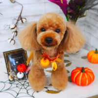 【山手店】2020年10月31日のワンちゃん達♪