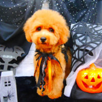 【池下店】2020年10月1日のワンちゃん達♪