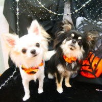 【池下店】2020年10月2日のワンちゃん達♪