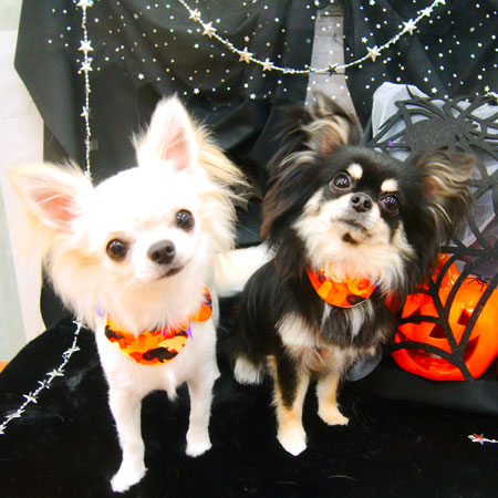 【池下店】2020年10月2日のワンちゃん達♪