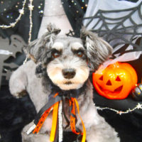 【池下店】2020年10月3日のワンちゃん達♪