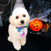 【池下店】2020年10月5日のワンちゃん達♪