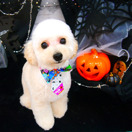 【池下店】2020年10月5日のワンちゃん達♪