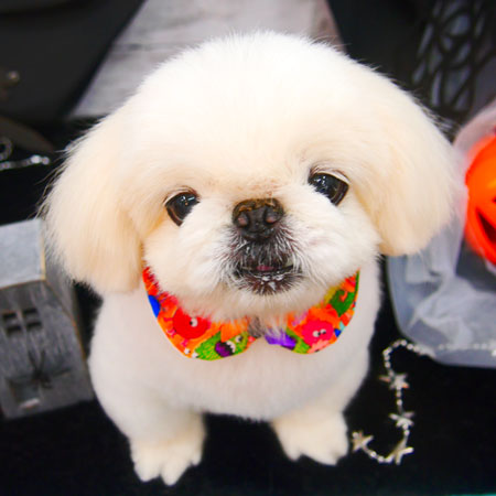 【池下店】2020年10月8日のワンちゃん達♪