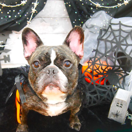 【池下店】2020年10月9日のワンちゃん達♪