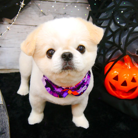 【池下店】2020年10月10日のワンちゃん達♪