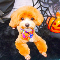 【池下店】2020年10月12日のワンちゃん達♪