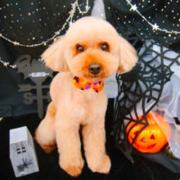 【池下店】2020年10月15日のワンちゃん達♪