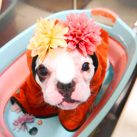 【池下店】2020年10月16日のワンちゃん達♪