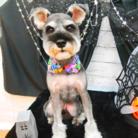 【池下店】2020年10月17日のワンちゃん達♪