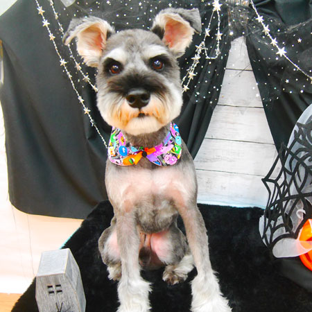 【池下店】2020年10月17日のワンちゃん達♪