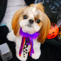 【池下店】2020年10月19日のワンちゃん達♪