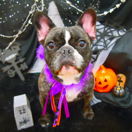 【池下店】2020年10月22日のワンちゃん達♪