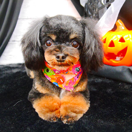 【池下店】2020年10月24日のワンちゃん達♪