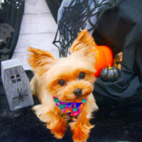 【池下店】2020年10月26日のワンちゃん達♪