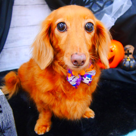 【池下店】2020年10月28日のワンちゃん達♪