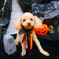 【池下店】2020年10月29日のワンちゃん達♪