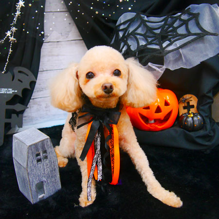 【池下店】2020年10月29日のワンちゃん達♪