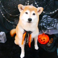 【池下店】2020年10月30日のワンちゃん達♪