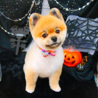 【池下店】2020年10月31日のワンちゃん達♪