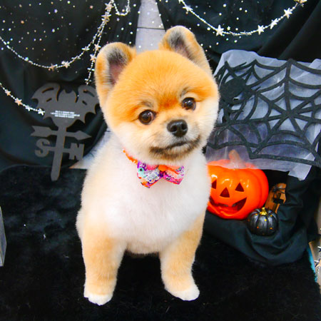 【池下店】2020年10月31日のワンちゃん達♪