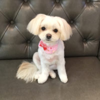 【山手店】2020年11月5日のワンちゃん達♪