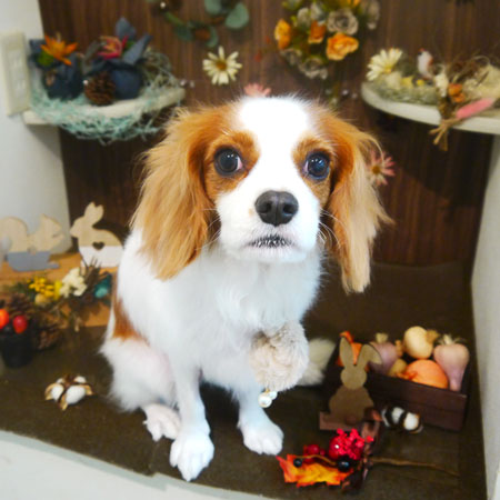 【本店】2020年11月1日のワンちゃん達♪