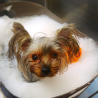 【本店】2020年11月2日のワンちゃん達♪