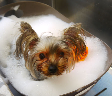 【本店】2020年11月2日のワンちゃん達♪