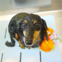 【本店】2020年11月5日のワンちゃん達♪