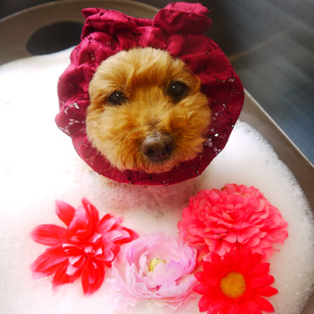 【本店】2020年11月6日のワンちゃん達♪