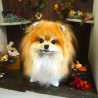 【本店】2020年11月8日のワンちゃん達♪