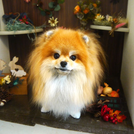 【本店】2020年11月8日のワンちゃん達♪