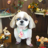 【本店】2020年11月9日のワンちゃん達♪