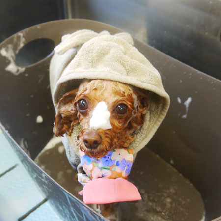 【本店】2020年11月12日のワンちゃん達♪