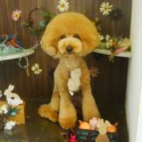 【本店】2020年11月13日のワンちゃん達♪