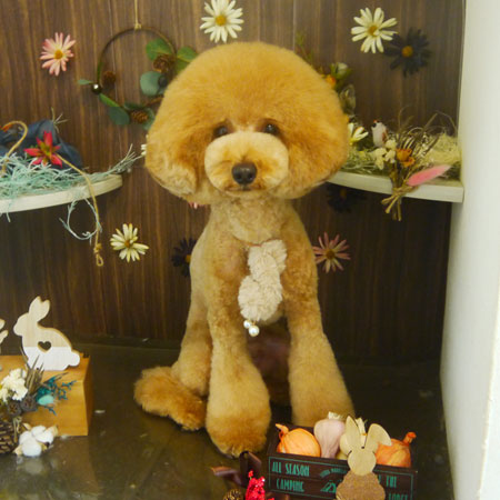 【本店】2020年11月13日のワンちゃん達♪