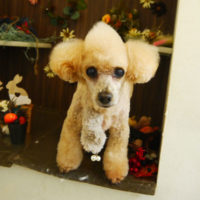 【本店】2020年11月14日のワンちゃん達♪