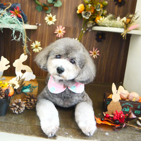 【本店】2020年11月15日のワンちゃん達♪