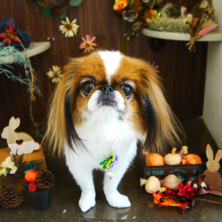 【本店】2020年11月16日のワンちゃん達♪