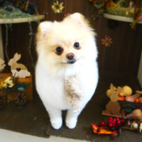 【本店】2020年11月19日のワンちゃん達♪