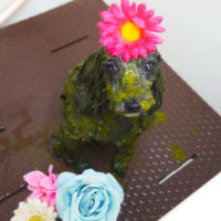 【本店】2020年11月20日のワンちゃん達♪