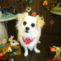 【本店】2020年11月21日のワンちゃん達♪