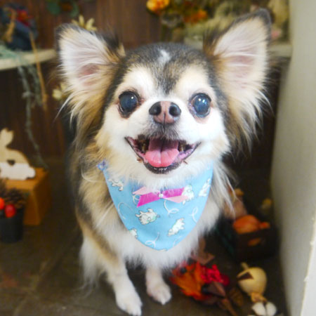 【本店】2020年11月22日のワンちゃん達♪