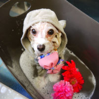 【本店】2020年11月23日のワンちゃん達♪