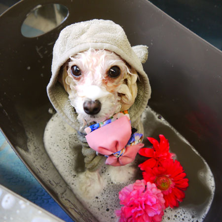 【本店】2020年11月23日のワンちゃん達♪