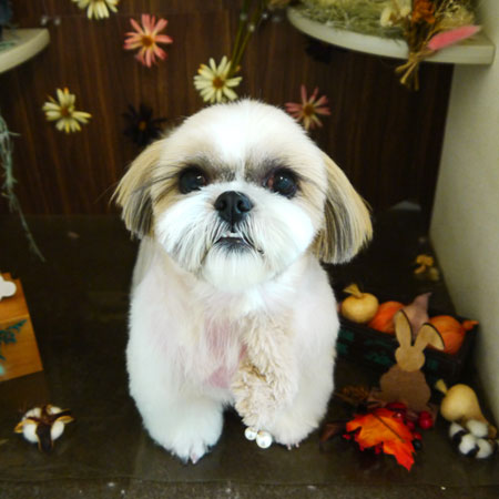 【本店】2020年11月25日のワンちゃん達♪